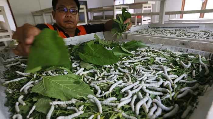 ternak Ulat Sutra modal 300 ribu